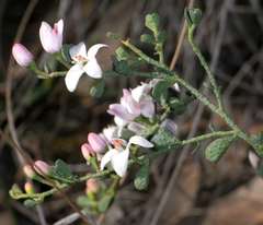Philotheca verrucosa