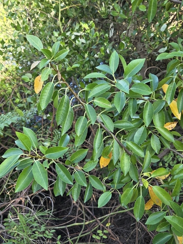 Excoecaria agallocha observed 2026-10-29
