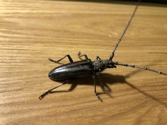 Nadezhdiella cantori
