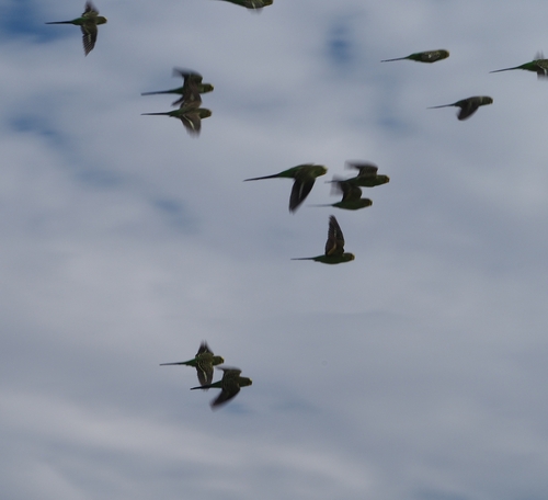 Melopsittacus undulatus observed 2026-10-29