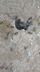 Messor denticulatus
