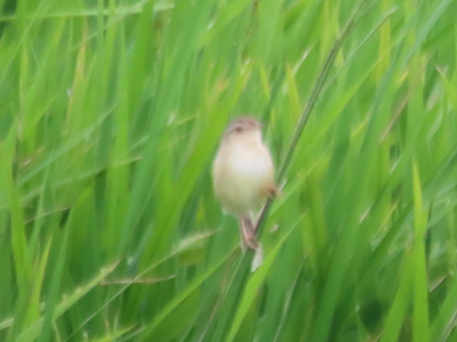 Prinia inornata observed 2026-10-27