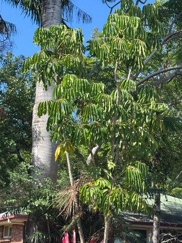 Schefflera observed 2026-10-29
