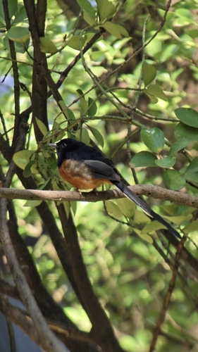 Copsychus malabaricus observed 2026-10-27