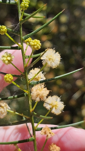 Acacia observed 2026-10-29