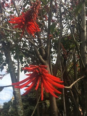 Erythrina rubrinervia