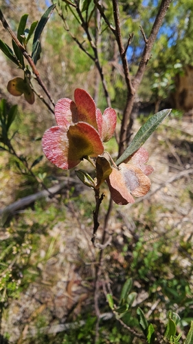 Dodonaea viscosa observed 2026-10-29