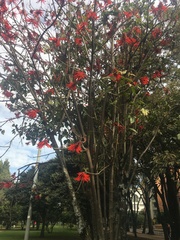 Erythrina rubrinervia
