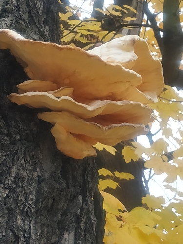 Laetiporus sulphureus observed 2026-10-29