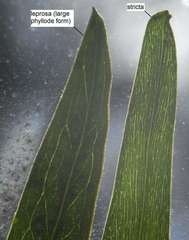 Acacia leprosa uninervia