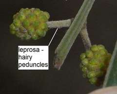 Acacia leprosa uninervia