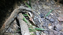 Thelotornis capensis capensis