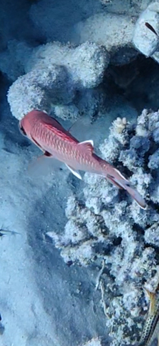Myripristis murdjan observed 2026-10-28
