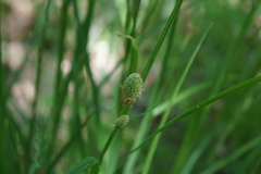 Carex squarrosa