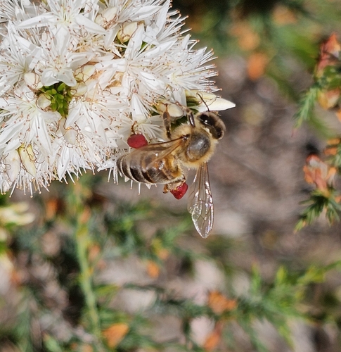 Apis mellifera photograph by the iNaturalist community
