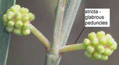 Acacia stricta