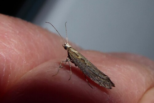 Plutella xylostella observed 2026-10-28