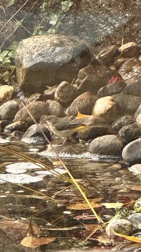 Motacilla cinerea observed 2026-10-29