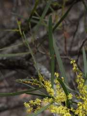 Acacia mucronata longifolia