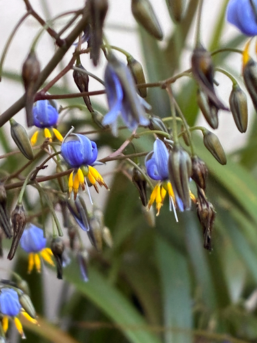 Dianella observed 2026-10-29