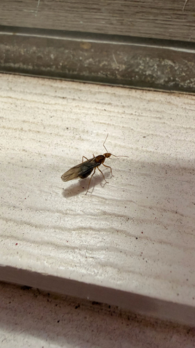 Anoplolepis gracilipes observed 2026-10-28