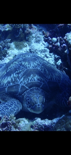 Chelonia mydas observed 2026-10-29