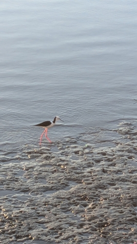 Himantopus leucocephalus observed 2026-10-29