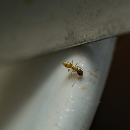 Tapinoma melanocephalum observed 2026-10-24