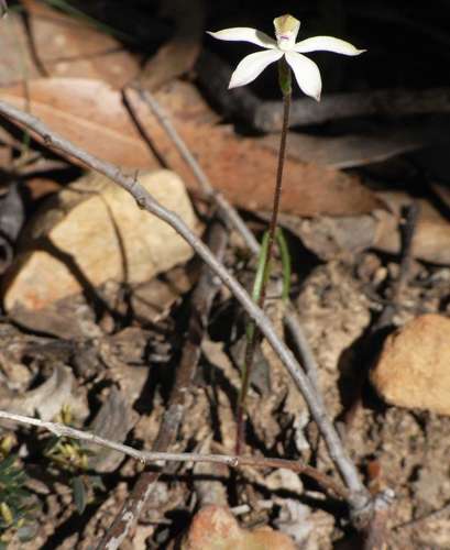 Image of Caladenia praecox by (c) Russell Best, some rights reserved (CC BY)