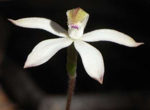 Image of Caladenia praecox by (c) Russell Best, some rights reserved (CC BY)