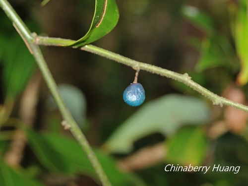 Sabia swinhoei Hemsl. ex Forbes & Hemsl.