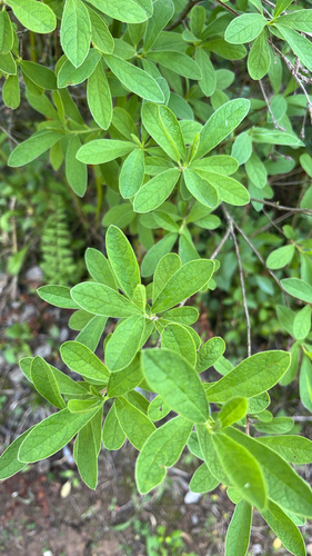 Diospyros observed 2026-10-29