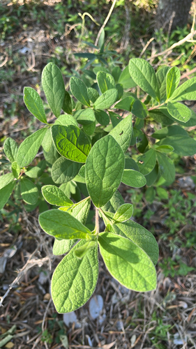 Diospyros observed 2026-10-29