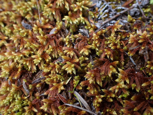 Rhacocarpus purpurascens observed 2026-10-29