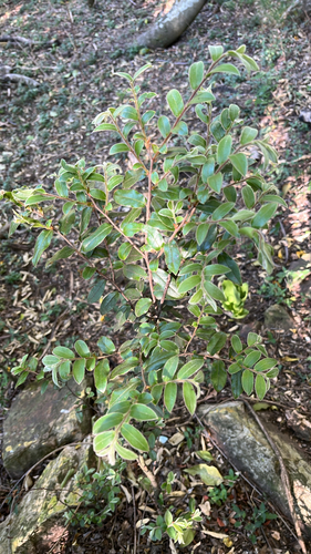 Diospyros observed 2026-10-29