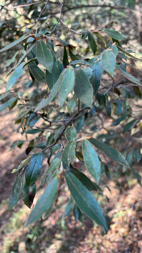 Diospyros observed 2026-10-29