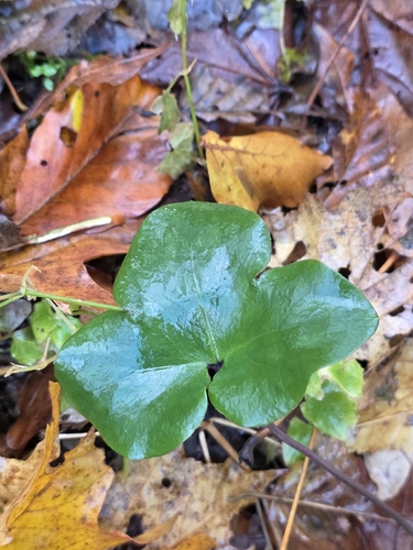 Hepaticae observed 2026-10-29