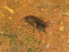 Asellus aquaticus