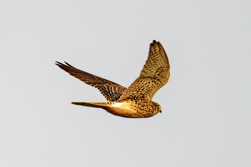 Falco tinnunculus observed 2026-10-29