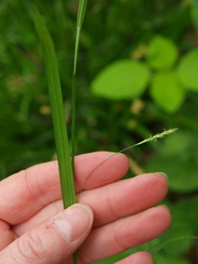 Carex laxiculmis copulata