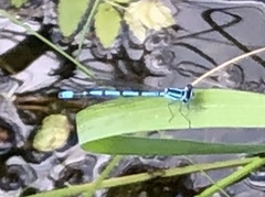 Coenagrion puella