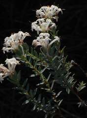 Pimelea glauca