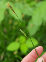 Carex laxiculmis copulata