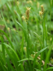 Carex laxiculmis copulata