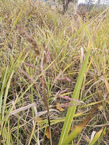 Sorghum halepense observed 2026-10-29