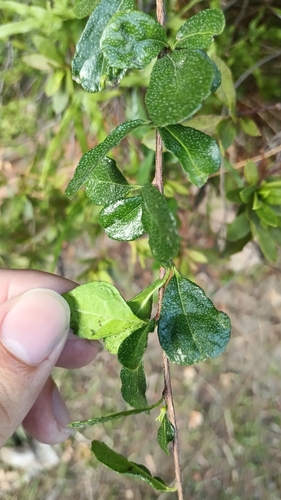 Ehretia microphylla observed 2026-10-28
