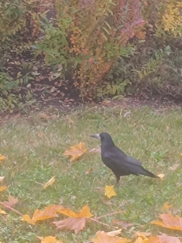 Corvus observed 2026-10-29