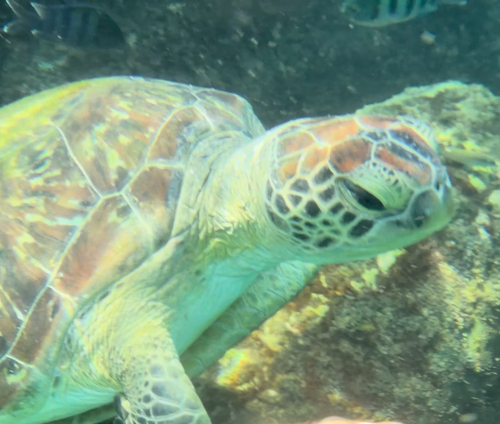 Chelonia mydas observed 2026-10-28