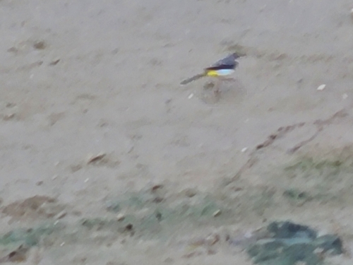 Motacilla cinerea observed 2026-10-29