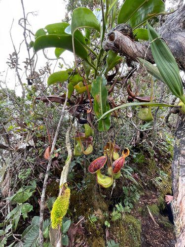 Nepenthes observed 2026-10-27